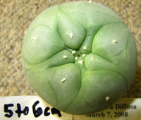 L.Diffusa 5 to 6cm